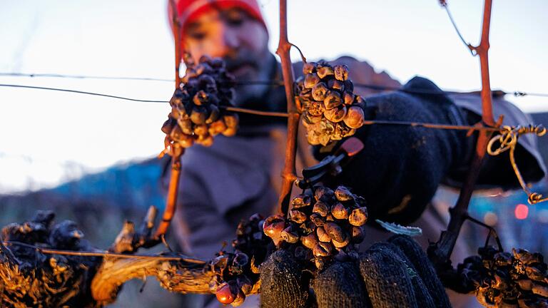 Vor etwas über einem Jahr erntete Thomas Fröhlich vom Weingut Ilmbacher Hof in Iphofen gefrorene Silvanertrauben für Eiswein. Vor etwas über einem Jahr erntete Thomas Fröhlich vom Weingut Ilmbacher Hof in Iphofen gefrorene Silvanertrauben für Eiswein. 