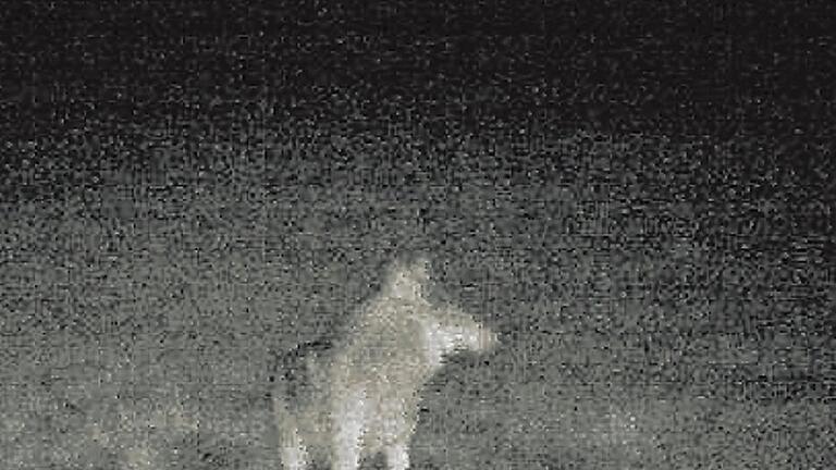 Der erste Wolf in der Rhön wurde im Frühjahr auch mit Aufnahmen einer Fotofalle bestätigt.