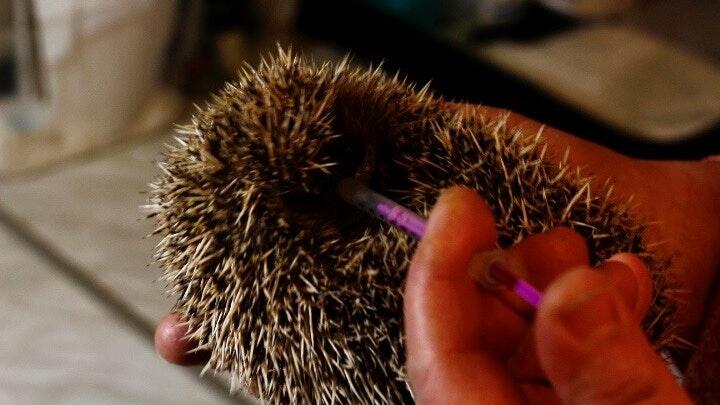 Dieser Igel wird in der Igelstation in Zellingen-Retzbach aufgepäppelt.&nbsp;
