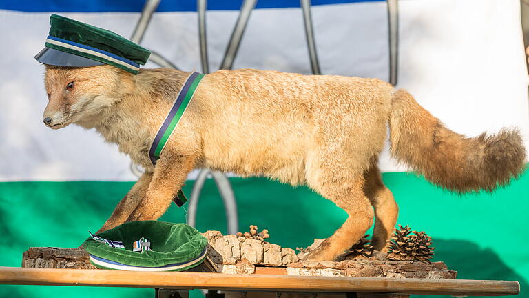 Zwischen Emanzipation und Vorurteilen: Zu Besuch bei der ältesten Würzburger Damenverbindung AV Athenia in Höchberg. Hier ziert ein ausgestopfter Fuchs mit Schlappohren und einer Verbindungsmütze auf dem Kopf ein Regal. Zwischen Emanzipation und Vorurteilen: Zu Besuch bei der ältesten Würzburger Damenverbindung AV Athenia in Höchberg. Hier ziert ein ausgestopfter Fuchs mit Schlappohren und einer Verbindungsmütze auf dem Kopf ein Regal.