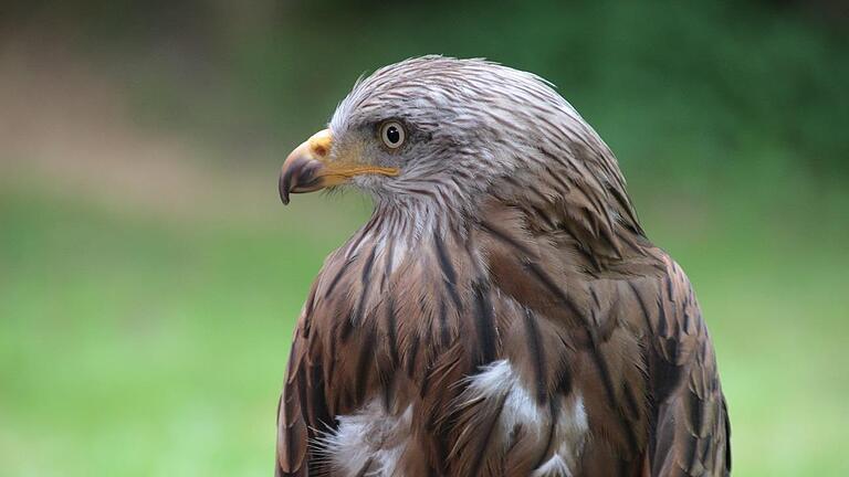 Auch nach Ende der offiziellen Projektlaufzeit geht das Engagementfür den Charaktervogel der Rhön weiter. Foto: Martin Kremer - Auch nach Ende der offiziellen Projektlaufzeit geht das Engagementfür den Charaktervogel der Rhön weiter. Foto: Martin Kremer Auch nach Ende der offiziellen Projektlaufzeit geht das Engagementfür den Charaktervogel der Rhön weiter. Foto: Martin Kremer - Auch nach Ende der offiziellen Projektlaufzeit geht das Engagementfür den Charaktervogel der Rhön weiter. Foto: Martin Kremer