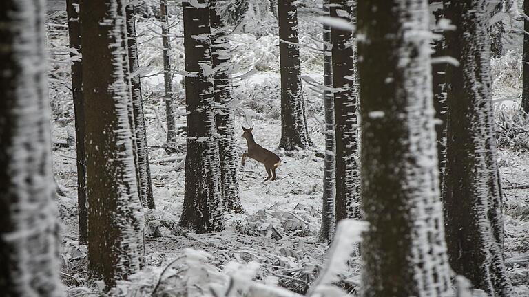 Ein Reh im Winterwald: Wie Rehe und andere Waldtiere durch die kalte Jahreszeit kommen, erfährt man bei einer Wanderung für die ganze Familie durch den Gramschatzer Wald (Symbolfoto). Ein Reh im Winterwald: Wie Rehe und andere Waldtiere durch die kalte Jahreszeit kommen, erfährt man bei einer Wanderung für die ganze Familie durch den Gramschatzer Wald (Symbolfoto). 