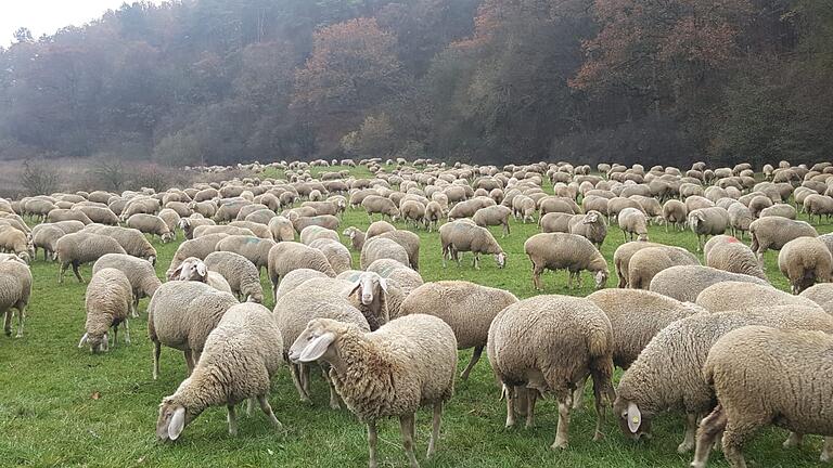 'Die Schafe sind Weidetiere, sie können artgerecht nur auf der Hut gehalten werden', sagt Wanderschäfer Alexander Füller aus Stettbach.