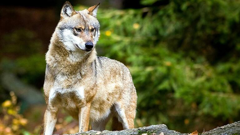 In der Rhön wurde Ende August eine Wölfin getötet. Gegen eine Abschussgenehmigung durch die Regierung von Unterfranken gibt es zwei Klagen am Verwaltungsgericht Würzburg. In der Rhön wurde Ende August eine Wölfin getötet. Gegen eine Abschussgenehmigung durch die Regierung von Unterfranken gibt es zwei Klagen am Verwaltungsgericht Würzburg.