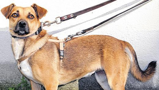 Tier der Woche: Schüchterne Lady - (tbe) Die einjährige Cindy sucht ein ruhiges Zuhause. Cindy hat ein liebes und intelligentes Wesen, ist aber etwas ängstlich. Sie hat schon viel durchgemacht und muss das Vertrauen zu Menschen erst noch finden. In ungewohnten Situationen fühlt sie sich unwohl und neigt dazu, wegzurennen. Deshalb braucht Cindy verständnisvolle Besitzer mit Hundeerfahrung, die keine kleinen Kinder haben. Mit anderen Hunden verträgt sie sich gut. Das Tierheim Kitzingen empfiehlt den Besuch einer Hundeschule. Weitere Infos unter (0 93 2) 50 63 oder www.tierheim-kitzingen.de. Tier der Woche: Schüchterne Lady - (tbe) Die einjährige Cindy sucht ein ruhiges Zuhause. Cindy hat ein liebes und intelligentes Wesen, ist aber etwas ängstlich. Sie hat schon viel durchgemacht und muss das Vertrauen zu Menschen erst noch finden. In ungewohnten Situationen fühlt sie sich unwohl und neigt dazu, wegzurennen. Deshalb braucht Cindy verständnisvolle Besitzer mit Hundeerfahrung, die keine kleinen Kinder haben. Mit anderen Hunden verträgt sie sich gut. Das Tierheim Kitzingen empfiehlt den Besuch einer Hundeschule. Weitere Infos unter (0 93 2) 50 63 oder www.tierheim-kitzingen.de.