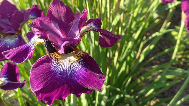 Trockenheit und Wassermangel: Diese Blumen verschönern jetzt Ihren Garten ganz ohne Gießen Trockenheit und Wassermangel: Diese Blumen verschönern jetzt Ihren Garten ganz ohne Gießen