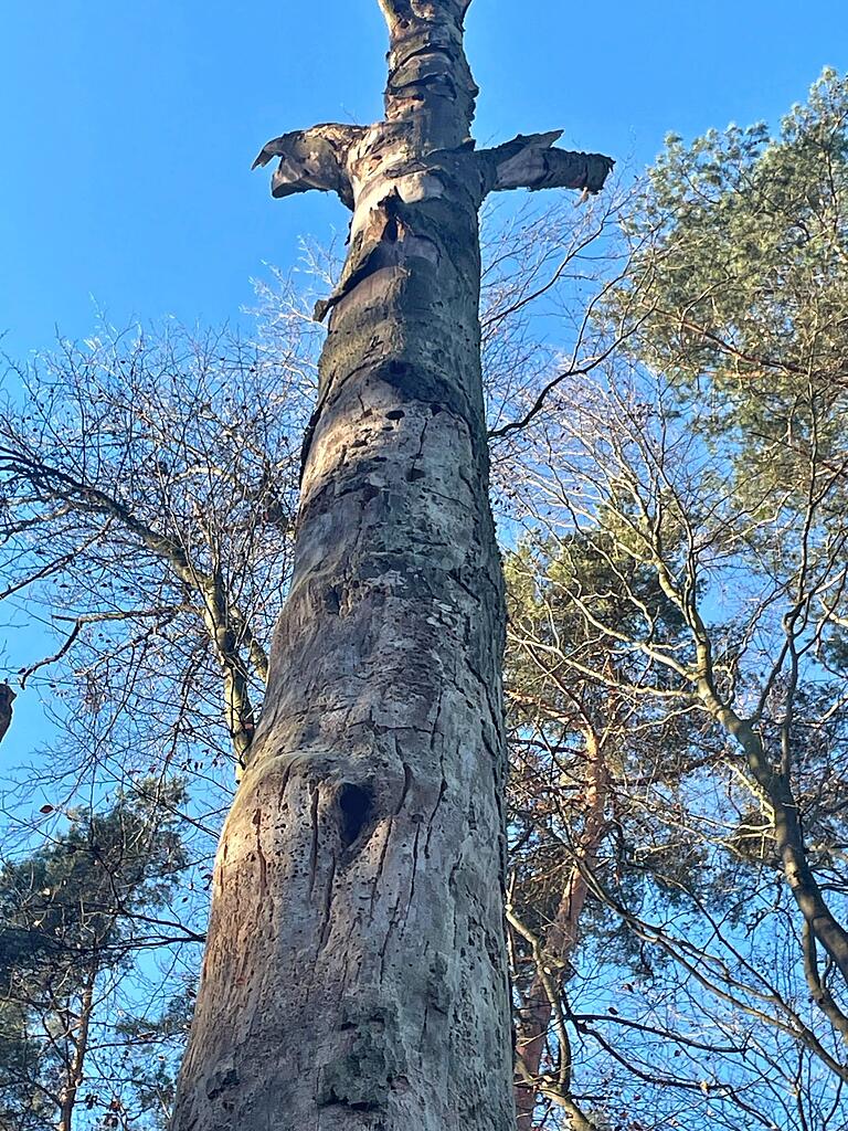 Hier sieht man einen solchen wertvollen Baum mit Höhlen und Löchern, die schon von Vögeln und Insekten genutzt werden. Hier sieht man einen solchen wertvollen Baum mit Höhlen und Löchern, die schon von Vögeln und Insekten genutzt werden.