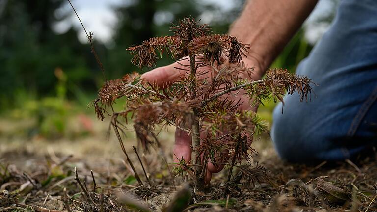 Hitze und Trockenheit machen den Selbstanbauern von Tannenbäumen in der Region zu schaffen, wie hier beispielsweise in der Gärtnerei Steger. Besonders die Jungpflanzen sind betroffen. Hitze und Trockenheit machen den Selbstanbauern von Tannenbäumen in der Region zu schaffen, wie hier beispielsweise in der Gärtnerei Steger. Besonders die Jungpflanzen sind betroffen. 