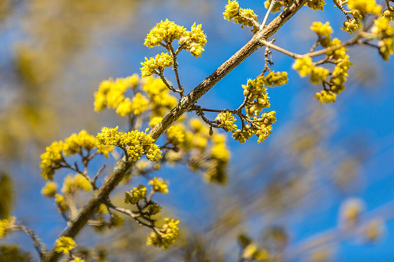 Die japanische Kornelkirsche (Cornus Mas). Die japanische Kornelkirsche (Cornus Mas).