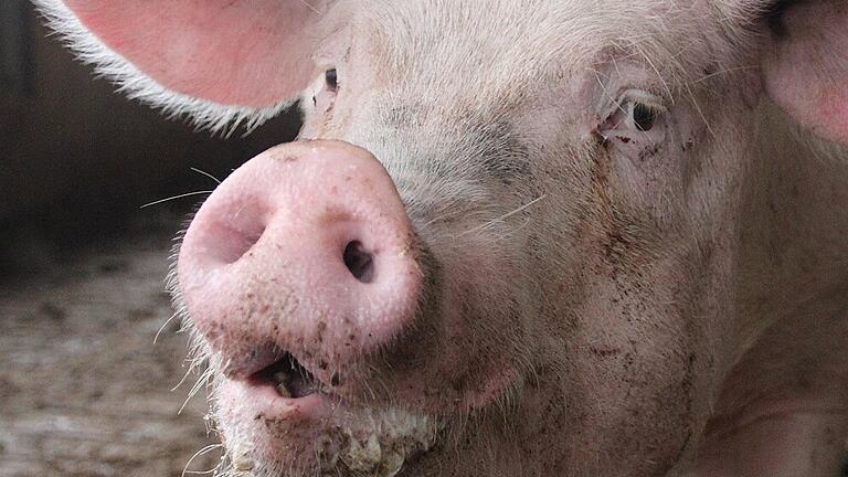 Die Zahl der Schweinehalter und Ferkelerzeuger geht in Unterfranken seit Jahren drastisch zurück.