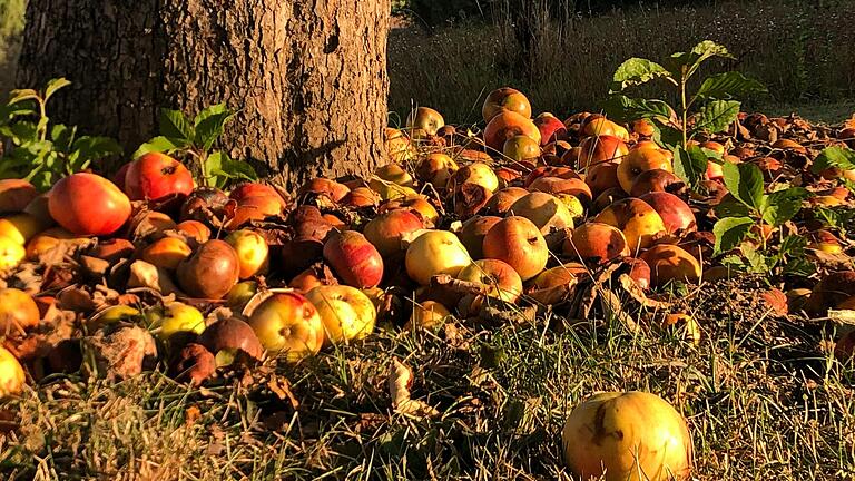 Viele Äpfel bleiben auf dem Boden liegen, weil sie keiner holt. Viele Äpfel bleiben auf dem Boden liegen, weil sie keiner holt.