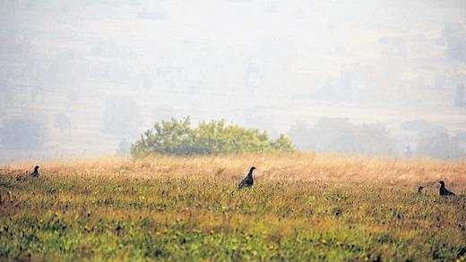 Fotografischer Beweis: &bdquo;Das Bild des Jahres&ldquo; für Rhöner Naturschützer entstand jüngst bei der Herbstzählung und zeigt den ersten Birkhahn-Nachwuchs seit Jahren in der Langen Rhön.