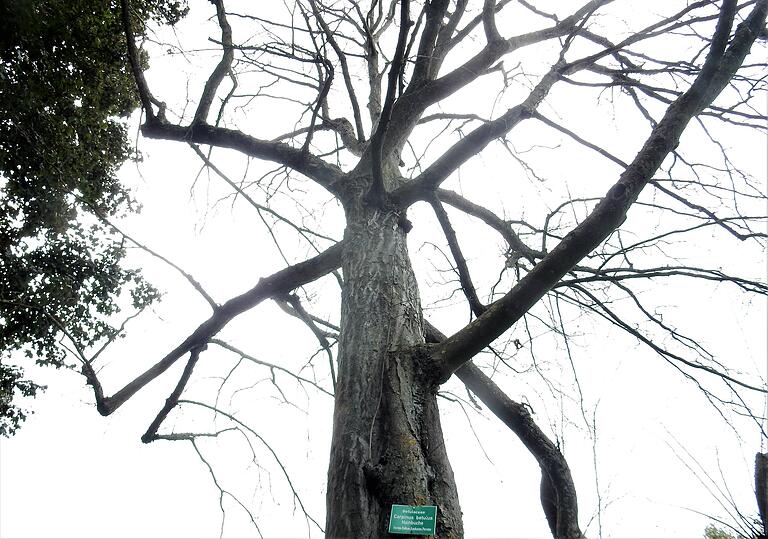 Die Hainbuche galt lange als ein Baum für den Klimawandel. Jetzt steht sie auf der Liste der zu fällenden Schadbäume ganz oben. Die Hainbuche galt lange als ein Baum für den Klimawandel. Jetzt steht sie auf der Liste der zu fällenden Schadbäume ganz oben.