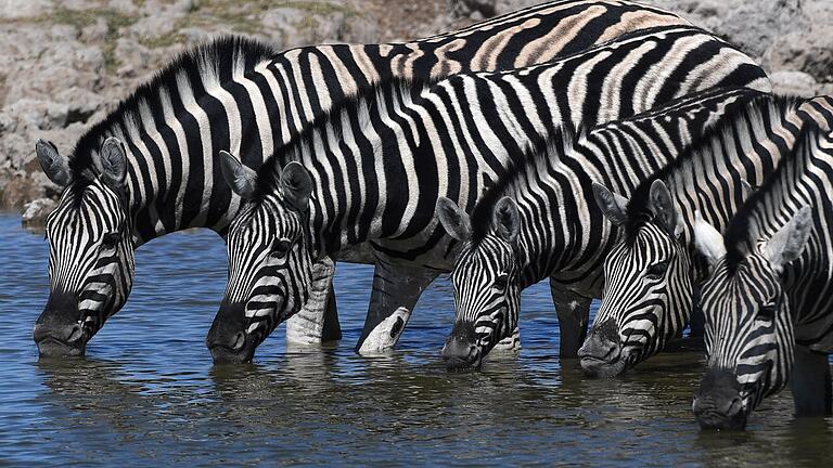 Etosha-Nationalpark in Namibia       -  Bei Zebras sind Fellmuster einzigartig und so entschlüsselbar.