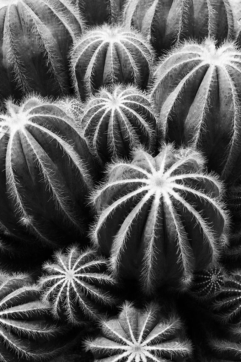 Parodia magnifica