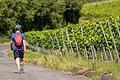 'Wege zum Wein' in Seinsheim im Landkreis Kitzingen: Die Wanderstrecke ist sonnenreich. Sonnenschutzmittel sollte man an warmen Tagen also nicht vergessen.