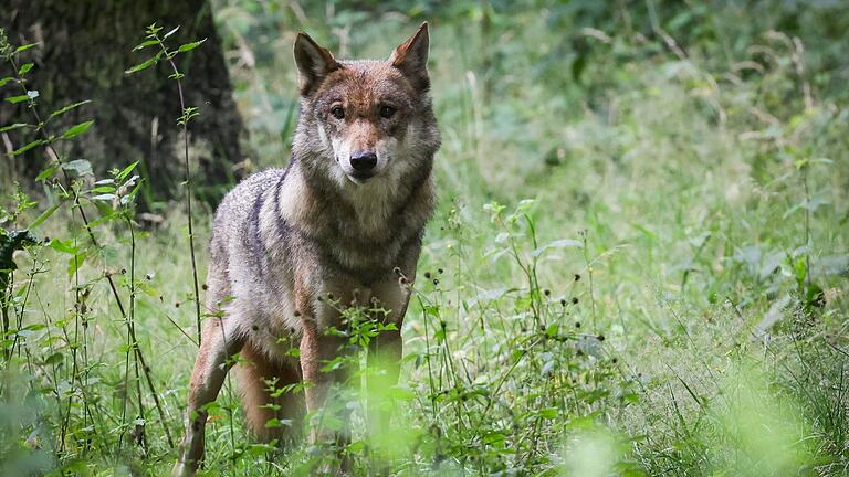 War es ein Wolf, der im Landkreis Haßberge ein Schaf getötet hat? Das Bayerische Landesamt für Umwelt untersucht den Fall. War es ein Wolf, der im Landkreis Haßberge ein Schaf getötet hat? Das Bayerische Landesamt für Umwelt untersucht den Fall.