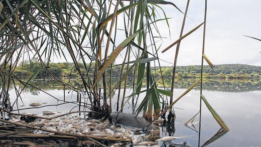 Unappetitlicher Anblick: Ans Ufer des Großen Wörthsees bei Haßfurt sind tote Fische geschwemmt worden – wohin man blickt. Unappetitlicher Anblick: Ans Ufer des Großen Wörthsees bei Haßfurt sind tote Fische geschwemmt worden – wohin man blickt.