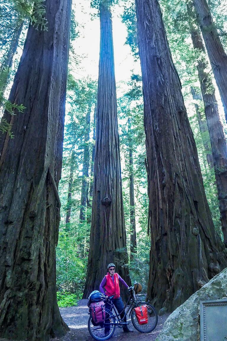 Mächtig: Im Redwood-Nationalpark in Kalifornien befinden sich gigantisch dicke und hohe Bäume. Mächtig: Im Redwood-Nationalpark in Kalifornien befinden sich gigantisch dicke und hohe Bäume.