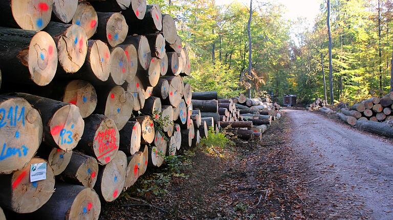 Viel Holz: Das war nach dem Orkantief 'Fabienne' im September 2018. Der Staatsforstbetrieb musste die Sturmschäden aufarbeiten. Insgesamt werde dem Wald aber weniger Holz entnommen als nachwächst, sagt Daniel Steuer, stellvertretender Betriebsleiter. Viel Holz: Das war nach dem Orkantief 'Fabienne' im September 2018. Der Staatsforstbetrieb musste die Sturmschäden aufarbeiten. Insgesamt werde dem Wald aber weniger Holz entnommen als nachwächst, sagt Daniel Steuer, stellvertretender Betriebsleiter.