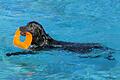 Spielzeug aus dem Wasser holen macht Spaß!
