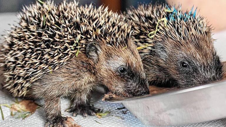 Igel brauchen Katzennassfutter und Wasser. Milch ist verboten.