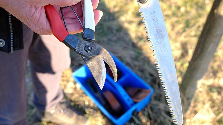 Eine scharfe Baumschere mit gegenläufiger Klinge, eine Klappsäge (beides im Bild), ein Messer und eine Drahtbürste hat Georg Hansul in seinem Baumschnitt-Werkzeugkasten. Eine scharfe Baumschere mit gegenläufiger Klinge, eine Klappsäge (beides im Bild), ein Messer und eine Drahtbürste hat Georg Hansul in seinem Baumschnitt-Werkzeugkasten.