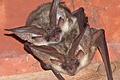 Die typische 'Dorffledermaus' ist eine gefährdete Art: hier ein Pärchen des 'Grauen Langohrs'.
