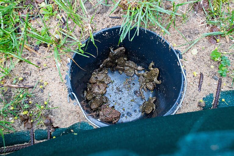 Ehrenamtliche kontrollieren jeden Morgen die Eimer entlang des Amphibienschutzzauns und sammeln die Kröten und Frösche ein. Ehrenamtliche kontrollieren jeden Morgen die Eimer entlang des Amphibienschutzzauns und sammeln die Kröten und Frösche ein.