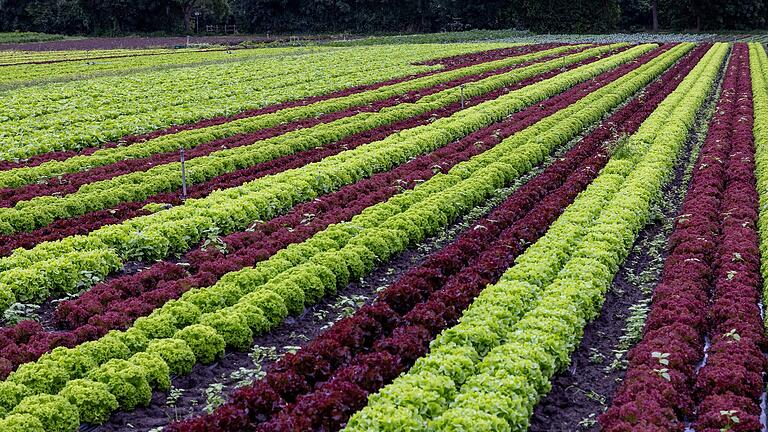 Zum Anbau von Salat wie auf diesem Feld in Sennfeld im Landkreis Schweinfurt braucht man viel Wasser. Doch davon wird es künftig weniger geben. Zum Anbau von Salat wie auf diesem Feld in Sennfeld im Landkreis Schweinfurt braucht man viel Wasser. Doch davon wird es künftig weniger geben.