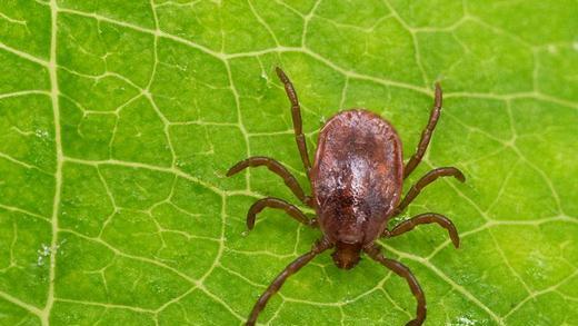 Borreliose bei Kindern und Jugendlichen weit verbreitet       -  Eine weibliche Reliktzecke (Haemaphysalis concinna) krabbelt über ein Blatt im regionalen Institut für durch Zecken übertragbare Krankheiten e.V. im brandenburgischen Brieskow-Finkenheerd. Foto: Patrick Pleul/Archiv