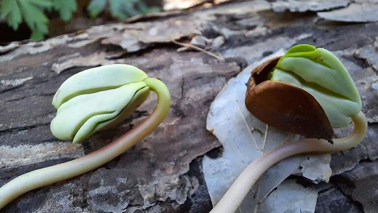 Veranstaltung bei den Naturfreunden Veranstaltung bei den Naturfreunden