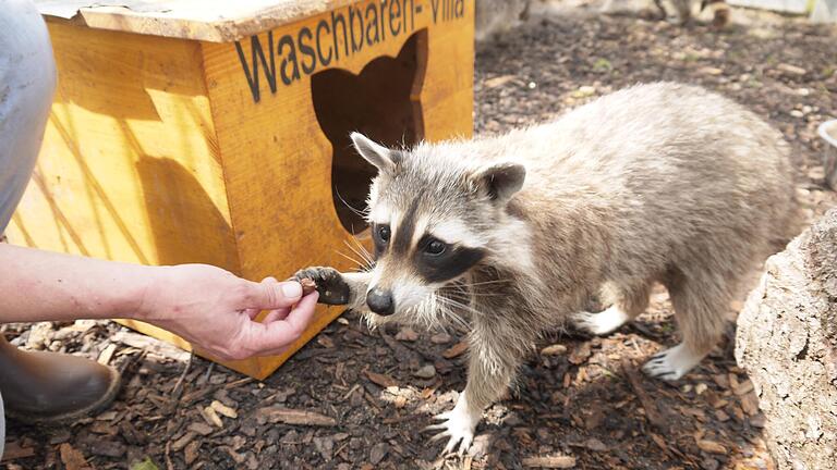 Sechs Waschbären, darunter die kleine Nelly, haben auf dem Gelände des Tierheims Haßberge in einem eigens für sie errichteten Gehege Unterschlupf gefunden. Sechs Waschbären, darunter die kleine Nelly, haben auf dem Gelände des Tierheims Haßberge in einem eigens für sie errichteten Gehege Unterschlupf gefunden.