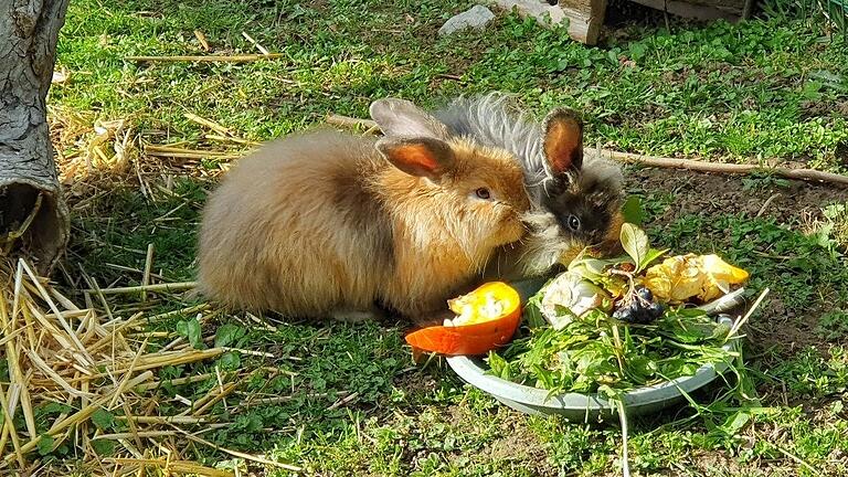 Diese zwei Teddykaninchen und fünf weitere wurden jüngst im Landkreis Schweinfurt ausgesetzt. Sie sollen in schlechtem Zustand gewesen sein. Auf den Kosten bleibt die Finderin nun sitzen.