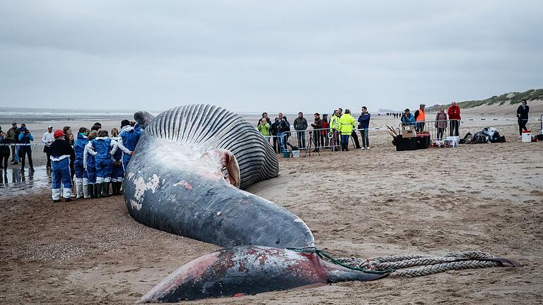 Gestrandeter Finnwal in Belgien       -  Dieser Finnwal ist gestrandet. Japan macht nun auch wieder Jagd auf die Tiere.