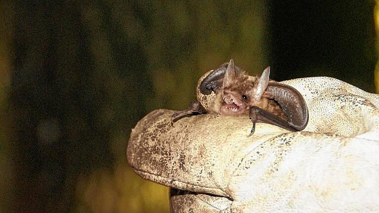 Die kleine Fledermaus ließ sich durchaus anmerken, dass sie die Störung nicht schätzte. Die kleine Fledermaus ließ sich durchaus anmerken, dass sie die Störung nicht schätzte.