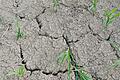 Ausgetrocknete Böden wie hier im Juli 2023 in der Nähe von Dipbach sind in der Bergtheimer Mulde in den Sommermonaten keine Seltenheit.