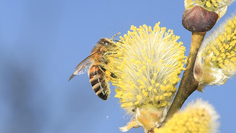 Die Salweide ist wegen ihrer frühen Blüte bei Honigbienen und einigen Vogelarten beliebt. Deshalb soll sie auch in der Natur bleiben und nicht zum Osterstrauß werden.