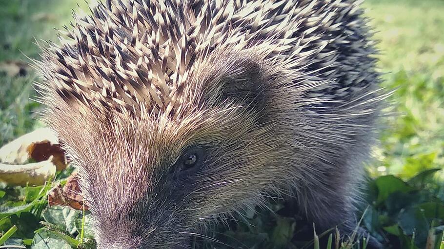 Mit einer  Ration Katzennassfutter kann man zu leichte Igel füttern.  Foto: Björn Hein       -  Mit einer  Ration Katzennassfutter kann man zu leichte Igel füttern.  Foto: Björn Hein