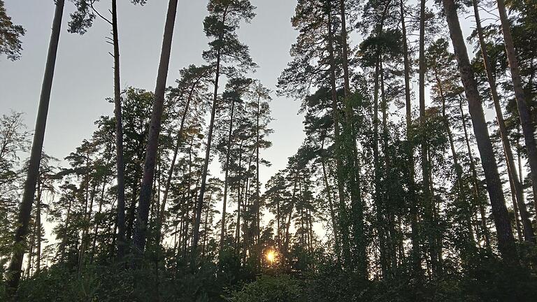 Eines von vielen Zukunftsthemen im neuen Vhs-Programm: Wie entwickelt sich der Wald in der Region und wie kann man ihn für die kommenden Jahrzehnte rüsten?