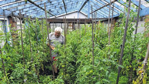 Tomatenernte: Sascha Barabasch in seinem Gewächshaus.