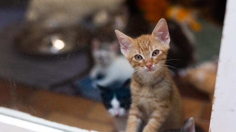 Tierheim.jpeg       -  Ein kleine Katze steht im Tierheim hinter einer Glasscheibe.