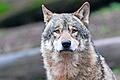 Mehrere Weidetier- und Gehegehalter schilderten anschaulich ihre teilweise drastischen Erlebnisse von Wolfsübergriffen und -rissen.       -  Mehrere Weidetier- und Gehegehalter schilderten anschaulich ihre teilweise drastischen Erlebnisse von Wolfsübergriffen und -rissen.