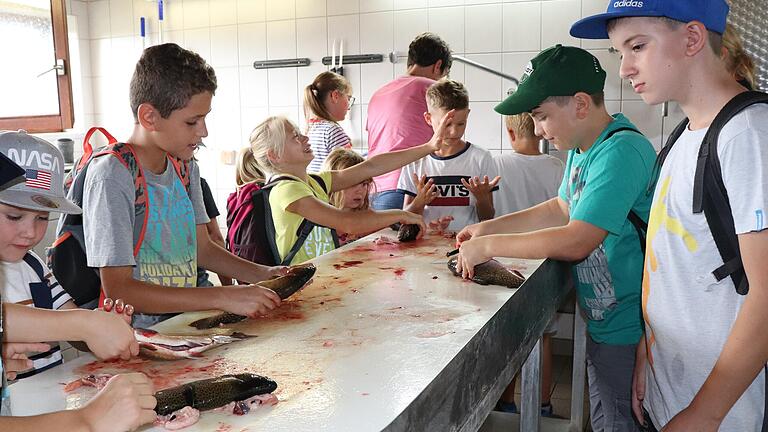 Ferienprogramm in Volkach: Beim Besuch der Fischzucht Gerstner durften die Kinder auch Fische ausnehmen.