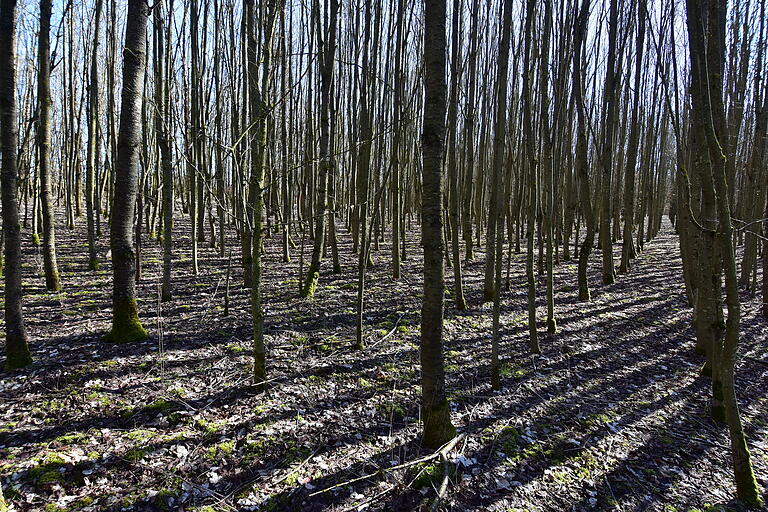 Bergrheinfelds Wald soll unangetastet bleiben. Auch die Bayerische Forstverwaltung lehnt eine Stromtrasse über oder quer durch den Wald Am Galgenberg ab.