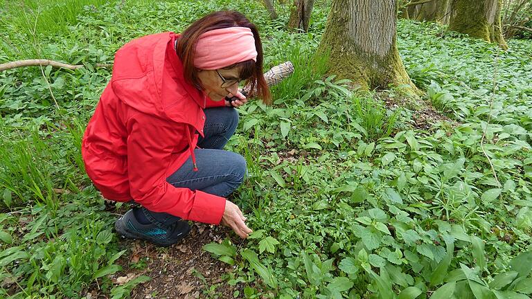 Barbara Fuchs entdeckte vor einigen Wochen zusammen mit ihrem Ehemann Werner das seit über 100 Jahre verschollene Wald-Nabelnüsschen in einem Wald bei Horhausen.