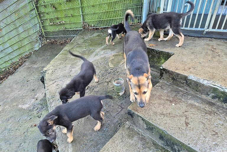 Inzwischen geht es den Hunden deutlich besser. Ein Teil lebt im Würzburger Tierheim und sucht jetzt neue Besitzer. Inzwischen geht es den Hunden deutlich besser. Ein Teil lebt im Würzburger Tierheim und sucht jetzt neue Besitzer.