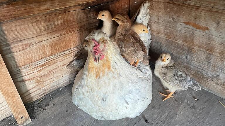 Das Hühnerhaus für die Glucke mit ihren Jungen steht am Rand des zertifizierten Naturgartens von Ingrid Karl in Neuhütten.