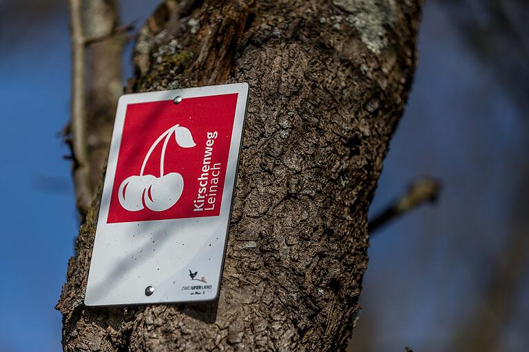 Das Tourenlogo mit Kirsche: Die fünf Kilometer lange Strecke über den Leinacher Hausberg ist gut ausgeschildert.