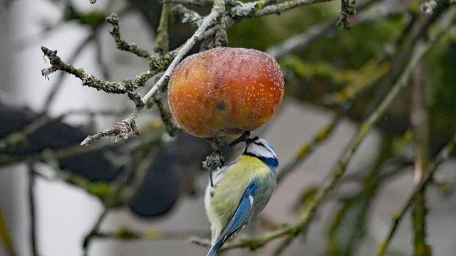 Es müssen nicht immer Körner sein: Eine Blaumeise pickt an einem Apfel, der vom Herbst übrig geblieben ist.       -  Es müssen nicht immer Körner sein: Eine Blaumeise pickt an einem Apfel, der vom Herbst übrig geblieben ist.